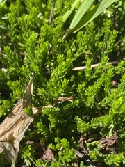 Diphasiastrum sitchense