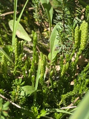 Diphasiastrum sitchense