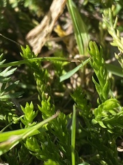 Diphasiastrum sitchense