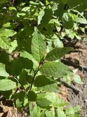 Vaccinium membranaceum