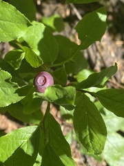 Vaccinium membranaceum