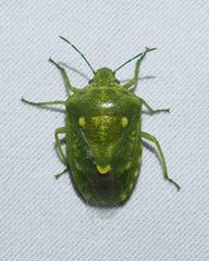 Banasa euchlora
