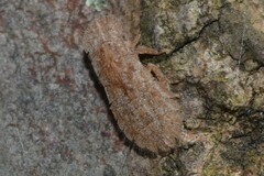 Ledromorpha planirostris
