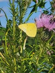 Colias