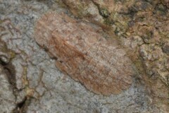 Ledromorpha planirostris