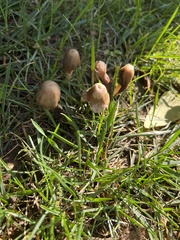 Panaeolus papilionaceus