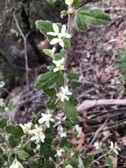 Xanthosia pilosa