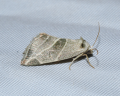 Plagiomimicus tepperi