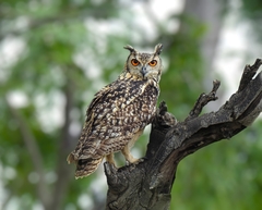 Bubo bengalensis