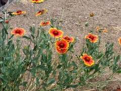 Gaillardia pulchella