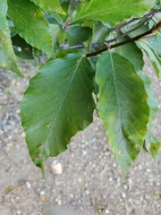 Acalitus ferrugineum