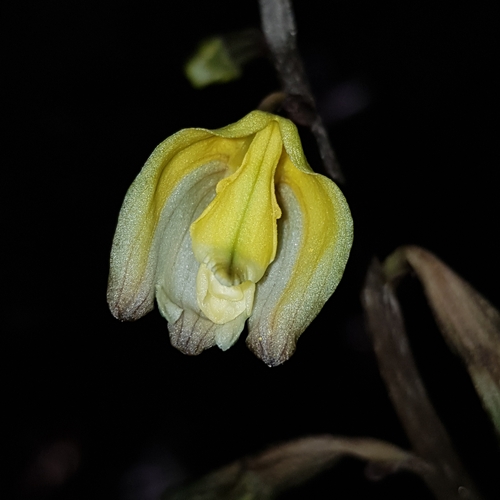 Gastrodia javanica iNat (1)