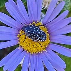 Oxythyrea marginalis