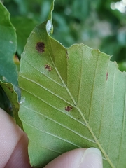 Acalitus ferrugineum