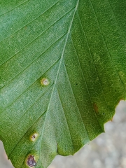 Acalitus ferrugineum