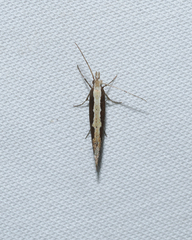 Plutella xylostella