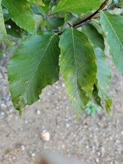 Acalitus ferrugineum