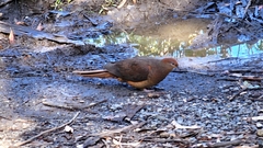 Macropygia phasianella