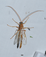 Enicospilus guatemalensis
