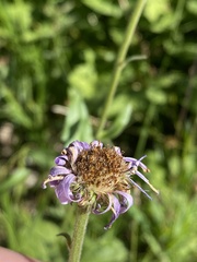 Erigeron glacialis