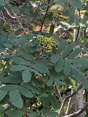 Sorbus sitchensis