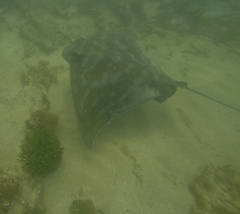 Myliobatis tenuicaudatus