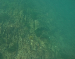 Myliobatis tenuicaudatus