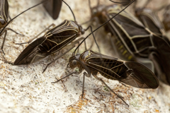 Cerastipsocus venosus