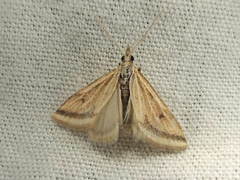 Microtheoris ophionalis