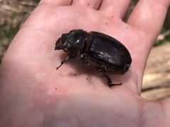 Strategus aloeus