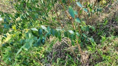 Breynia oblongifolia