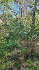 Breynia oblongifolia