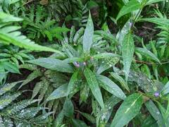 Justicia namatophila