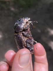 Strategus aloeus