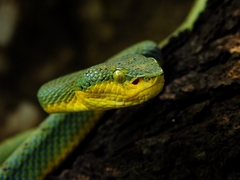 Craspedocephalus gramineus