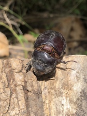 Strategus aloeus