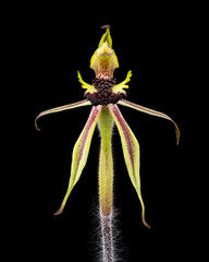 Caladenia concinna