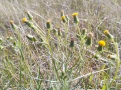 Senecio macrocarpus