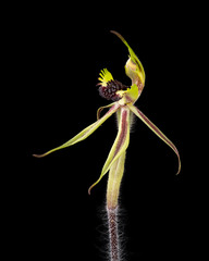 Caladenia concinna