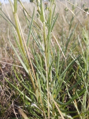 Senecio macrocarpus
