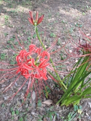 Lycoris radiata