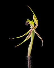Caladenia concinna