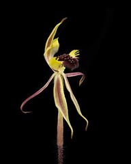 Caladenia concinna