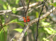Acraea ranavalona