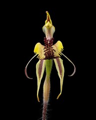 Caladenia concinna
