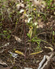 Caladenia concinna
