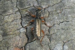 Lemidia subaenea