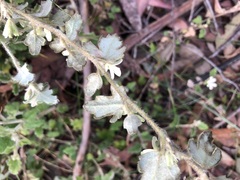 Xanthosia pilosa