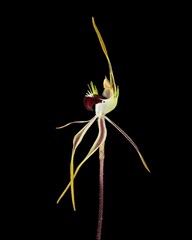 Caladenia rileyi