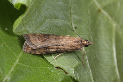 Nomophila noctuella